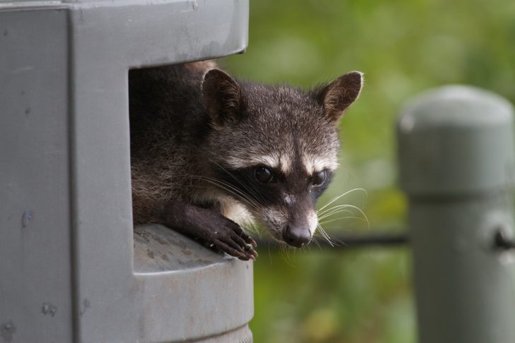 Raccoon Resistance - 99% Invisible